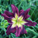 Double Purple Cosmos Daylily